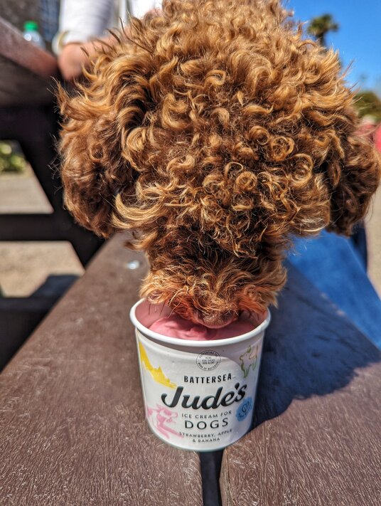 Doggy ice-cream at National Trust cafe
