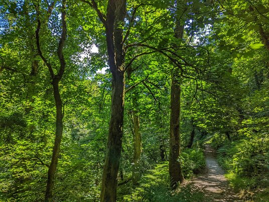 Path at St Nectan's Glen