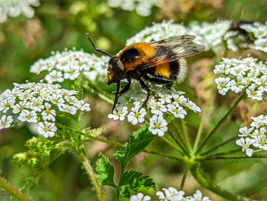 Bumblebee beside the footpath