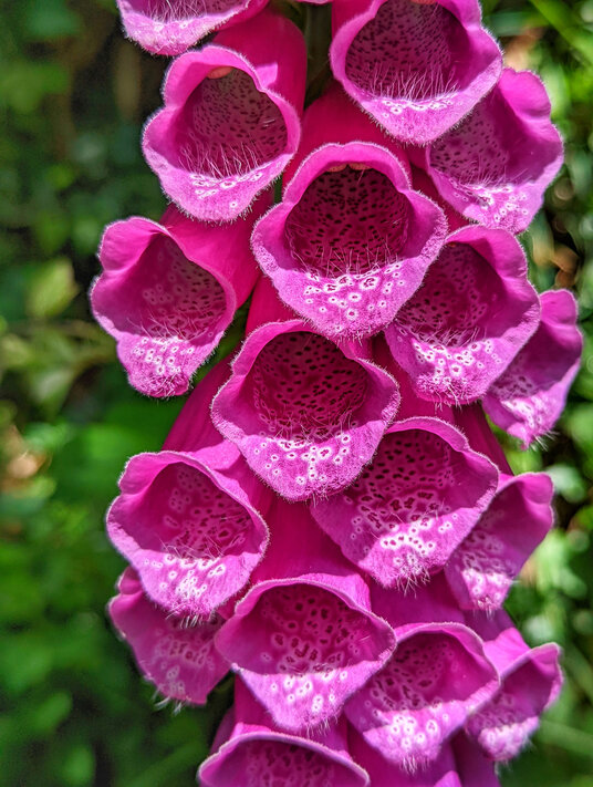 Foxglove on the lane from Newhall Green