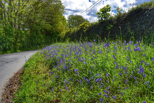 Bluebells near Newhall Green