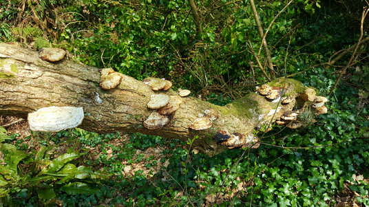 Bracket Fungus on the Newham Railway