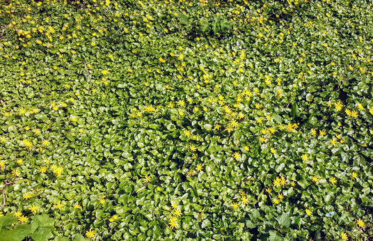 Celandines on the Newham Railway