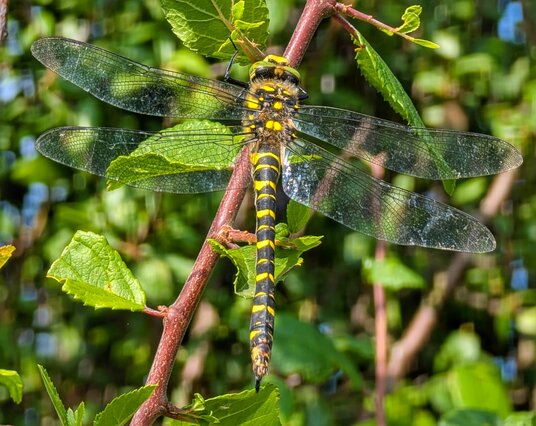 Dragonfly beside the footpath