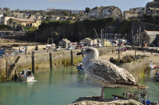 Gull beside Newquay Harbour
