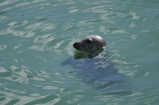 Seal at Newquay