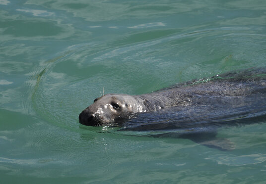 Seal in Newquay harbour