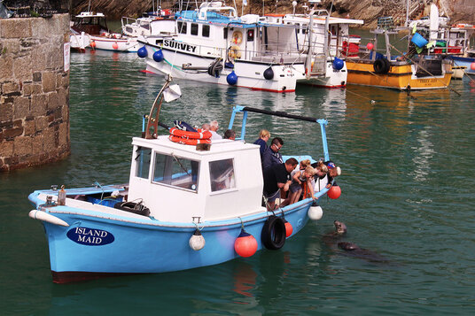 Seal at Newquay