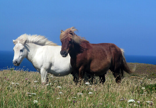 Ponies on the North Cliffs
