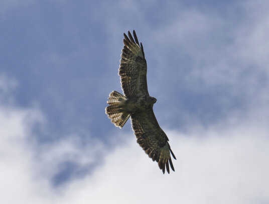 Buzzard