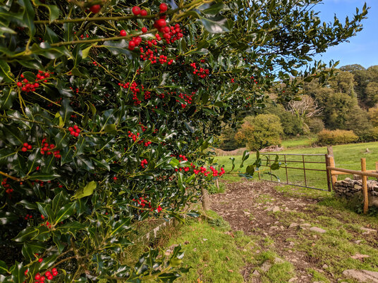 Holly berries