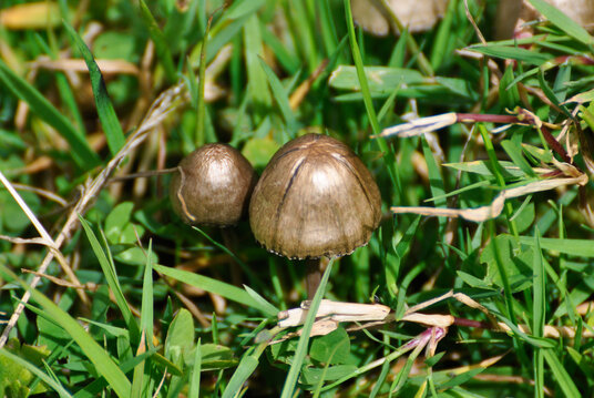 Toadstools in the fields