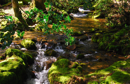 Tributary of the Lynher