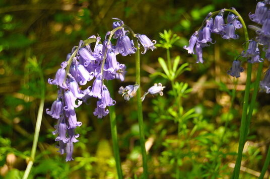 Bluebells in Barton Woodland