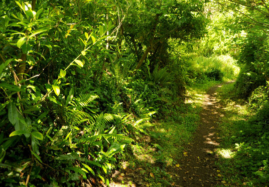 Path to Orchard Cottage