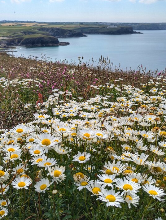 Ox-eye daisies at near Gunwalloe