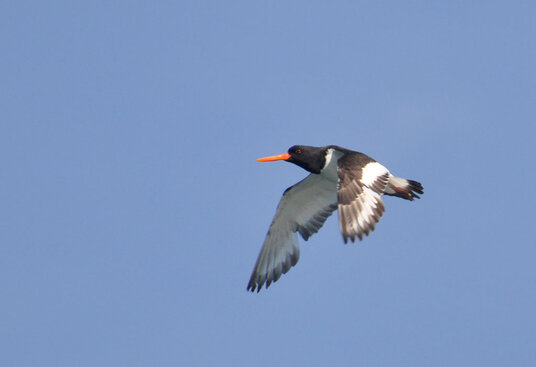 Oystercatcher near Barrett's Zawn