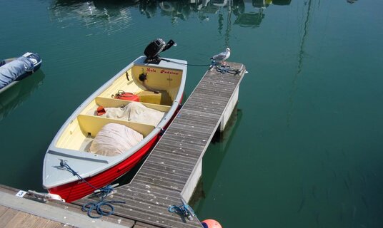 Shoal of mullet in Padstow Harbour