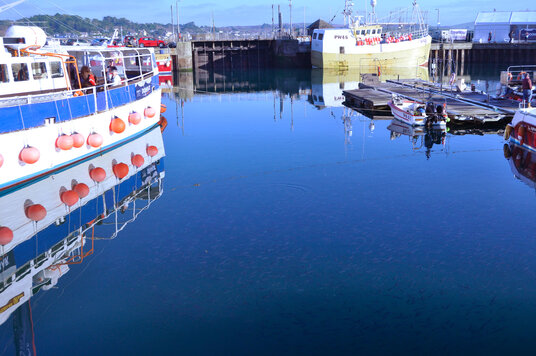 Shoal of mullet trapped in Padstow Harbour