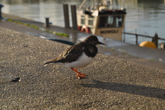 Turnstone on the harbour wall
