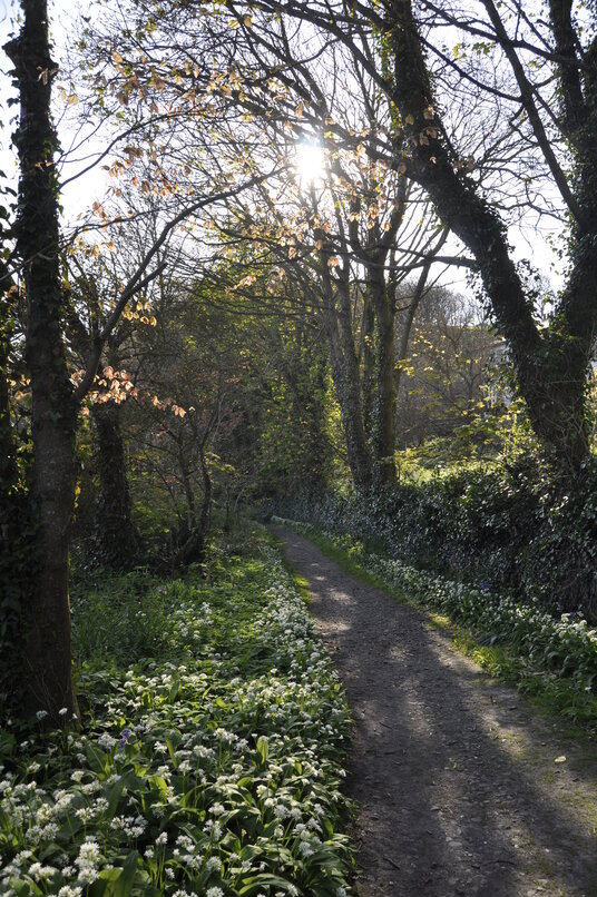 Wild garlic along the Panoramic Path