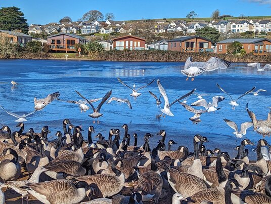 Geese and seagulls at Par beach lake