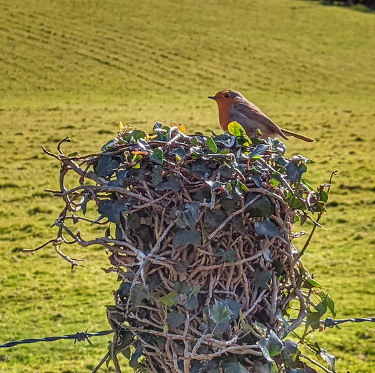 Robin on the coast path