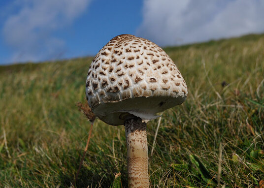 Parasol mushroom on the coast path