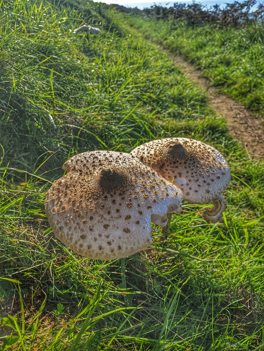 Parasol mushrooms on the coast path near Lansallos
