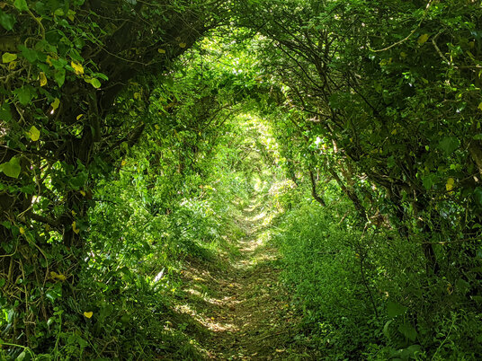 Tree tunnel at Paul