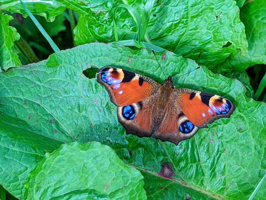 Peacock butterfly