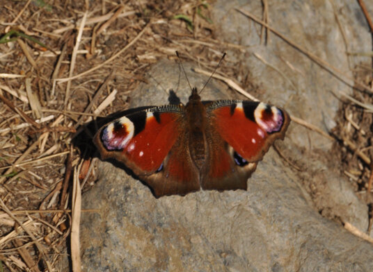 Peacock butterfly on the coast path