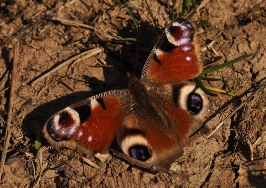 Peacock butterfly at Sheviock