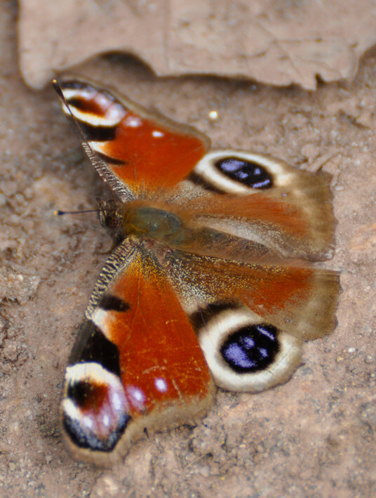 Peacock butterfly in the nature reserve