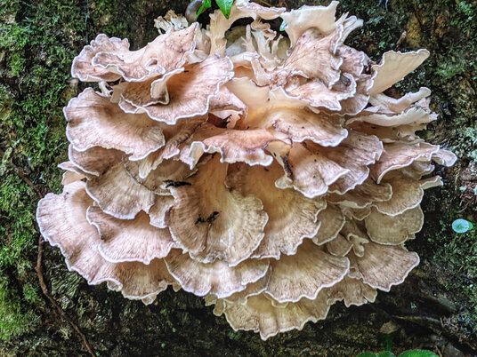 Fungi in the woods at Pelynt