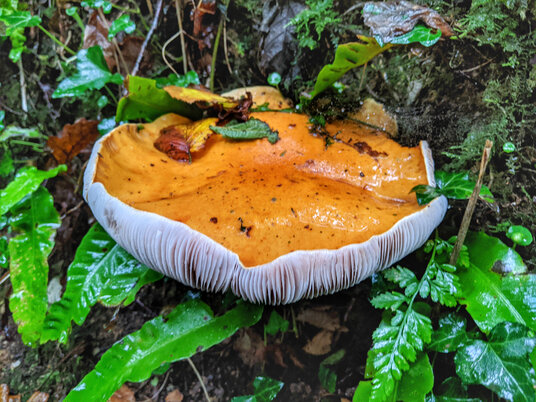 Fungi in the woods at Pelynt