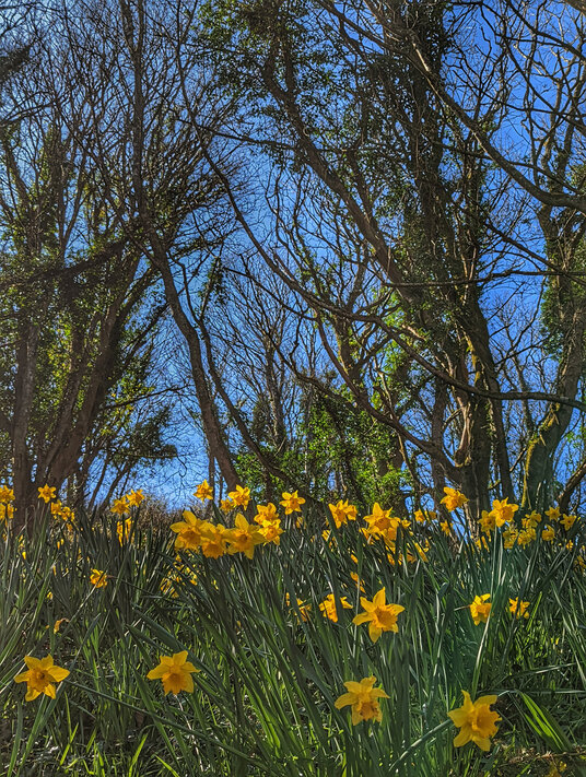 Daffodils in the Penberth Valley