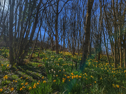 Daffodils in the Penberth Valley