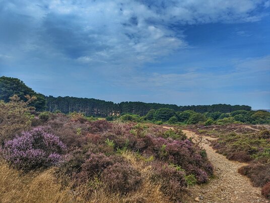 Heather at Penberthy Crofts