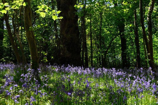 Bluebells at Pencarrow