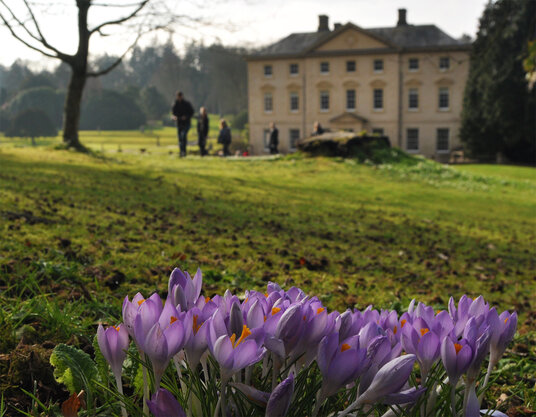 Crocuses at Pencarrow House