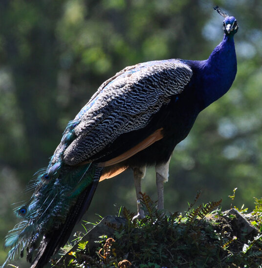 Peacock at Pencarrow House