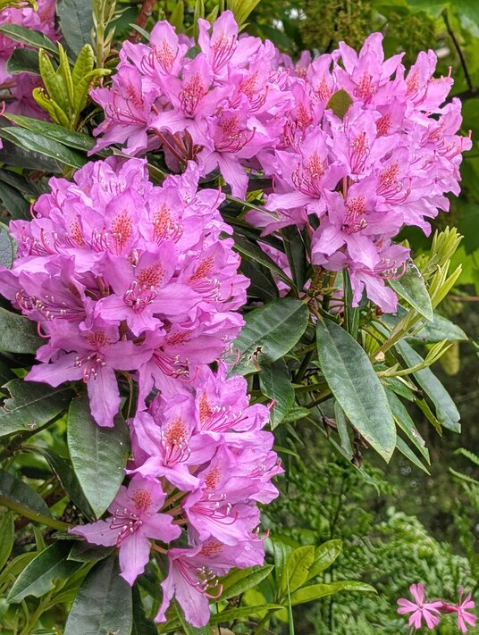 Rhododendron flowers