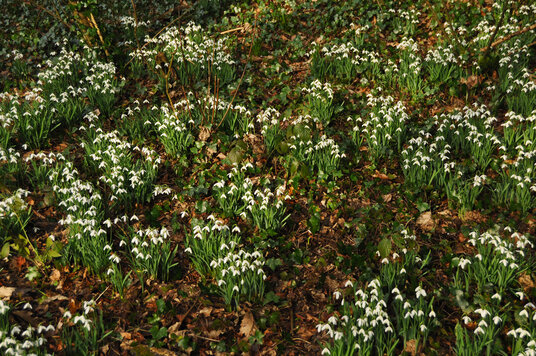 Snowdrops in the gardens at Pencarrow
