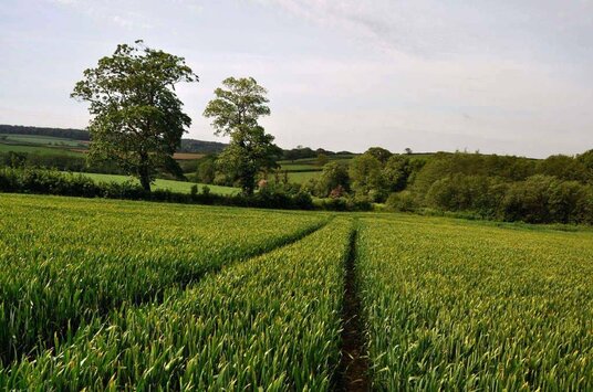 Approaching St Mabyn