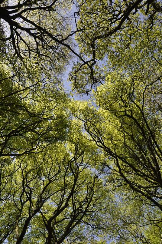 Beech trees at Pencarrow