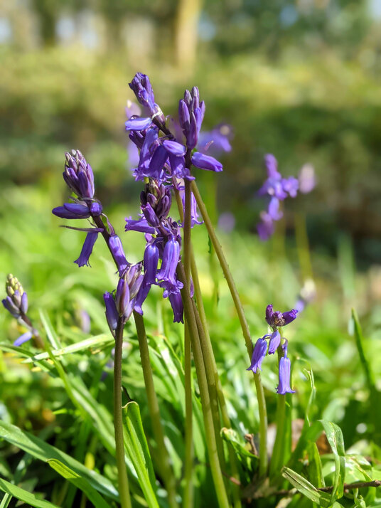 Bluebells in Pendarves Wood