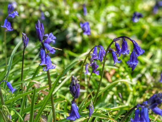 Bluebells in Pendarves Wood