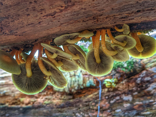 Fungi in Stennack Woods