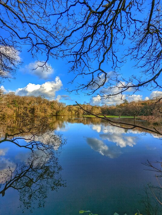 Lake in Pendarves Woods